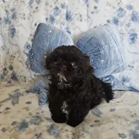 Chewbacca, a male Shih Tzu for sale in Lake Los Angeles, CA – 3 of 9