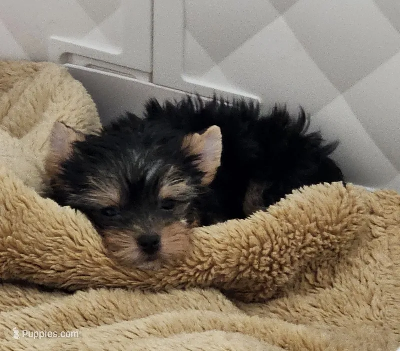 TCup Chippie – Yorkshire Terrier puppy for sale in Lancaster, CA