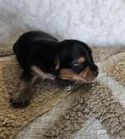 TCup Mickey, a male Yorkshire Terrier for sale in Lancaster, CA – 6 of 6