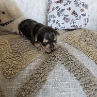 Chocolate Merle Elvis, a male Yorkshire Terrier and Biewer for sale in Lancaster, CA – 8 of 8