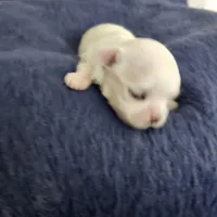 Frosty, a male Maltese for sale in Lake Los Angeles, CA – Photo 3 of 5