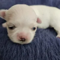 Frosty, a male Maltese for sale in Lake Los Angeles, CA – Photo 2 of 5