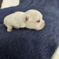 Frosty, a male Maltese for sale in Lake Los Angeles, CA – Photo 4 of 5