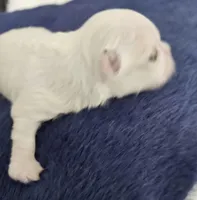 Frosty, a male Maltese for sale in Lake Los Angeles, CA – Photo 1 of 5