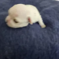 Frosty, a male Maltese for sale in Lake Los Angeles, CA – Photo 5 of 5