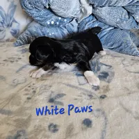 White Paws, a male Yorkshire Terrier for sale in Lancaster, CA – 7 of 9