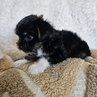White Paws, a male Yorkshire Terrier for sale in Lancaster, CA – 3 of 10