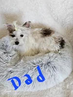 Peanut, a male Yorkshire Terrier for sale in Lake Los Angeles, CA – 4 of 4