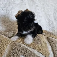 White Paws, a male Yorkshire Terrier for sale in Lancaster, CA – 6 of 10