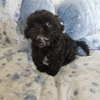 Chewbacca, a male Shih Tzu for sale in Lake Los Angeles, CA – 2 of 9