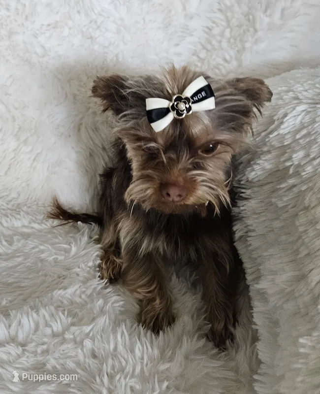 Chocolate AKC Woody – Yorkshire Terrier puppy for sale in Lake Los Angeles, CA