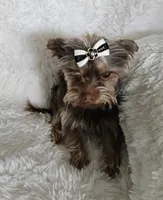 Chocolate AKC Woody, a male Yorkshire Terrier for sale in Lake Los Angeles, CA – 1 of 2