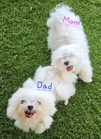 Frosty, a male Maltese for sale in Lake Los Angeles, CA – 6 of 8