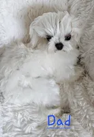 Frosty, a male Maltese for sale in Lake Los Angeles, CA – 7 of 8