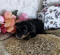 TCup Tina, a female Yorkshire Terrier for sale in Lancaster, CA – 8 of 9