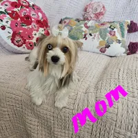 Nicky, a female Yorkshire Terrier for sale in Lake Los Angeles, CA – 2 of 10