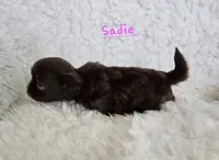 Sadie, a female Shih Tzu for sale in Lake Los Angeles, CA – Photo 2 of 3