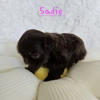 Sadie, a female Shih Tzu for sale in Lake Los Angeles, CA – Photo 3 of 3