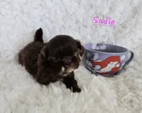 Sadie, a female Shih Tzu for sale in Lake Los Angeles, CA – Photo 1 of 3