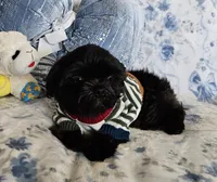 Raven , a male Maltese and Shih Tzu for sale in Lake Los Angeles, CA – 2 of 5