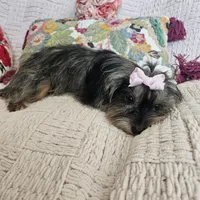 Nicky, a female Yorkshire Terrier for sale in Lake Los Angeles, CA – 8 of 10
