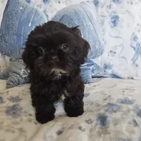 Chewbacca, a male Shih Tzu for sale in Lake Los Angeles, CA – 4 of 9