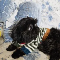 Raven , a male Maltese and Shih Tzu for sale in Lake Los Angeles, CA – 3 of 5