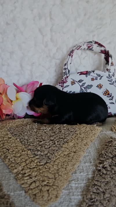 TCup Tina, a female Yorkshire Terrier for sale in Lancaster, CA – 2 of 9