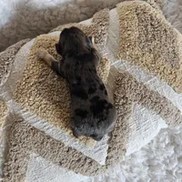 Chocolater Merle Male Bradley, a male Yorkshire Terrier for sale in Lancaster, CA – 8 of 10
