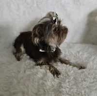 Chocolate AKC Woody, a male Yorkshire Terrier for sale in Lake Los Angeles, CA – 2 of 2