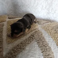 Chocolater Merle Male Bradley, a male Yorkshire Terrier for sale in Lancaster, CA – 6 of 10