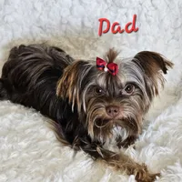 Hazel, a female Yorkshire Terrier for sale in Lancaster, CA – 10 of 10