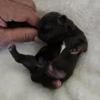 Puppy 1, a female Shih Tzu for sale in Lake Los Angeles, CA – Photo 9 of 10