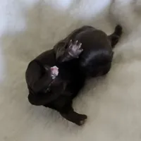 Puppy 1, a female Shih Tzu for sale in Lake Los Angeles, CA – Photo 3 of 10