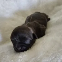 Puppy 1, a female Shih Tzu for sale in Lake Los Angeles, CA – Photo 6 of 10