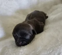 Puppy 1, a female Shih Tzu for sale in Lake Los Angeles, CA – Photo 6 of 10