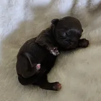 Puppy 1, a female Shih Tzu for sale in Lake Los Angeles, CA – Photo 2 of 10