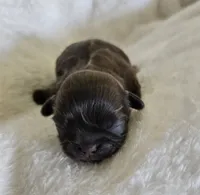 Puppy 1, a female Shih Tzu for sale in Lake Los Angeles, CA – Photo 1 of 10