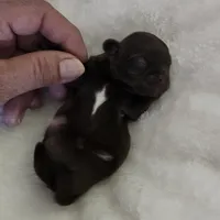 Puppy 1, a female Shih Tzu for sale in Lake Los Angeles, CA – Photo 8 of 10