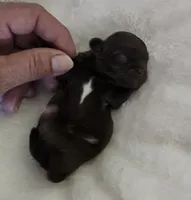 Puppy 1, a female Shih Tzu for sale in Lake Los Angeles, CA – Photo 8 of 10