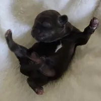 Puppy 1, a female Shih Tzu for sale in Lake Los Angeles, CA – Photo 5 of 10