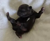 Puppy 1, a female Shih Tzu for sale in Lake Los Angeles, CA – Photo 5 of 10