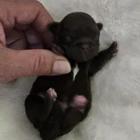 Puppy 1, a female Shih Tzu for sale in Lake Los Angeles, CA – Photo 4 of 10