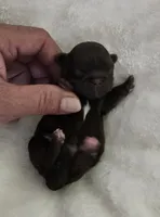 Puppy 1, a female Shih Tzu for sale in Lake Los Angeles, CA – Photo 4 of 10