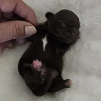 Puppy 1, a female Shih Tzu for sale in Lake Los Angeles, CA – Photo 7 of 10