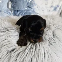 Hazel, a female Yorkshire Terrier for sale in Lancaster, CA – 3 of 10