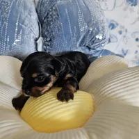Penny, a female Yorkshire Terrier for sale in Lancaster, CA – 2 of 2