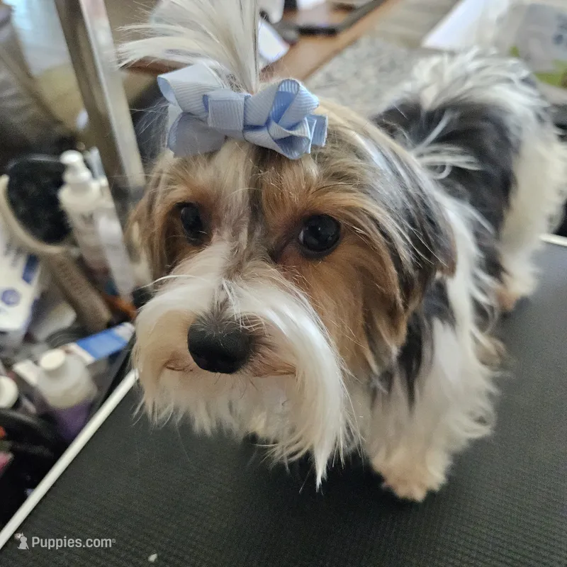 Rex – Yorkshire Terrier, Biewer puppy for sale in Lake Los Angeles, CA