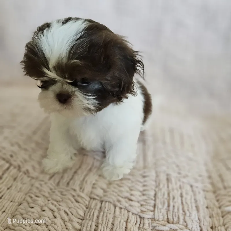 Katie – Shih Tzu puppy for sale in Lake Los Angeles, CA
