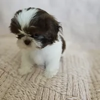 Katie, a female Shih Tzu for sale in Lake Los Angeles, CA – 1 of 3
